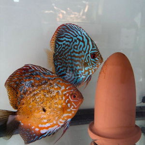 Discus/couple