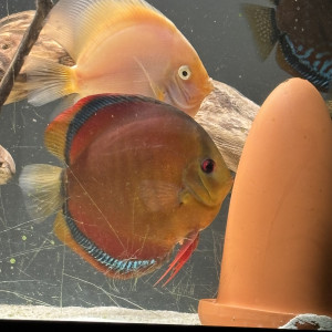 Discus/couple