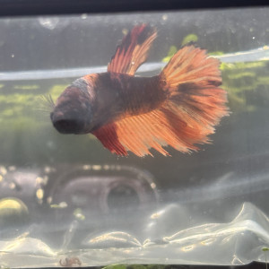 Recherche don de Guppys/Betta femelle