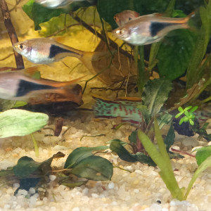 Rasbora arlequin