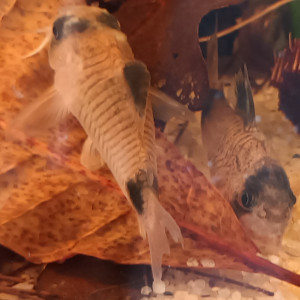 Corydoras Panda