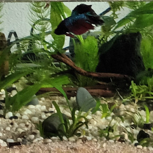 betta selection male