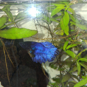Betta