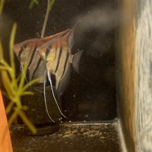 Scalaires Manacapuru Red Back