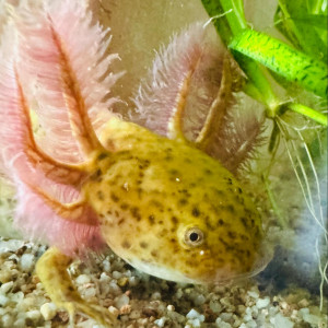 Axolotls copper, et autres couleurs