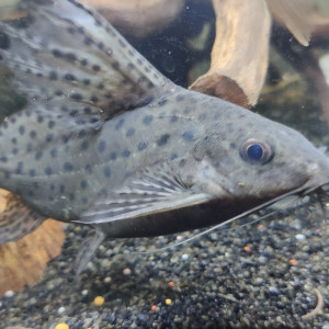 Donne synodontis euptera