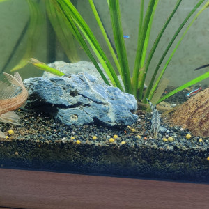 Donne pleco albinos