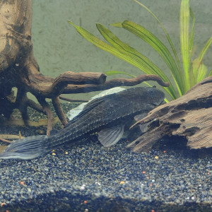 donne pleco commun