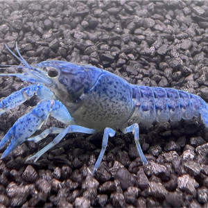Écrevisses bleues
