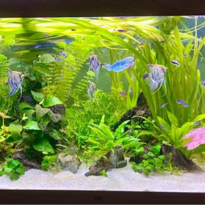 1 gourami mâle bleu