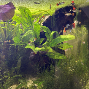 Guppy black koi
