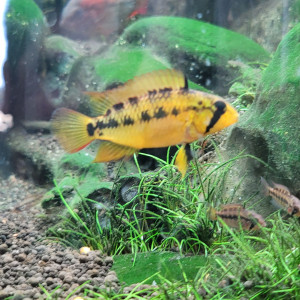 Juvéniles apistogramma Viejita