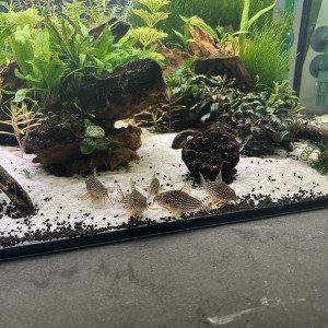 Dons 5 corydoras sterbai