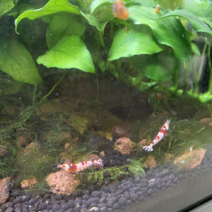Caridina cantononsis black et red