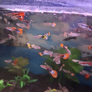 Vente de Guppy male et femelle