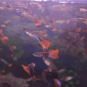 Vente de Guppy male et femelle