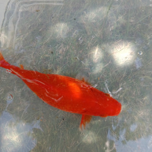 Carpes koï et poissons rouges