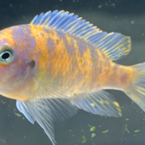 Metriaclima minos reef (Morph)