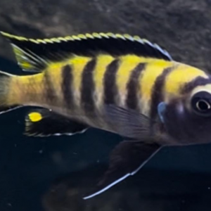 Pseudotropheus flavus