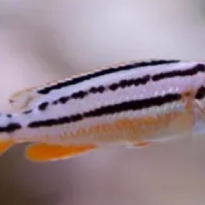 Melanochromis auratus