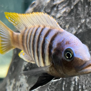 Metriaclima zebra chiwi rock f2 (MORPH,NO MORPH)  (GEL CERTIFIER)