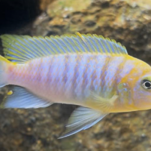 Metriaclima hajomaylandi chizumulu island F2 ( GEL CERTIFIER)