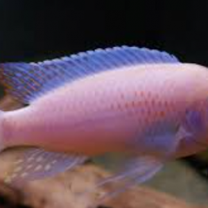 METRIACLIMA ESTHERAE MINOS REEF MÂLE O (RARE)