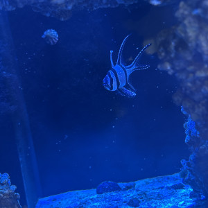 6 poisson eau de mer