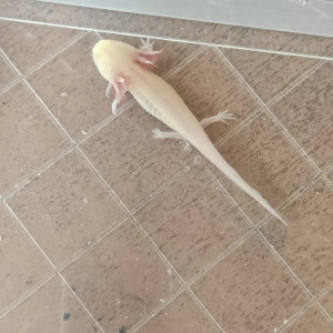 Axolotl juvénile