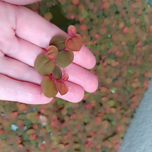 PHYLLANTHUS FLUITANSS plante flottante aquarium ou bassin