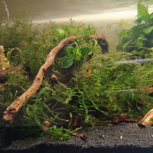 Corydoras sterbai