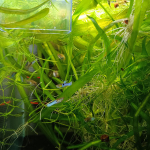 endlers bleu de rorota