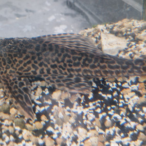 Donne pleco