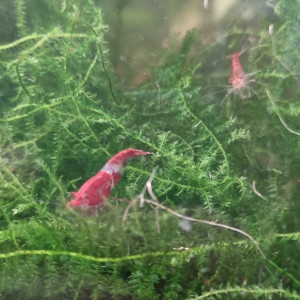 Red cherry