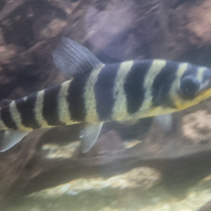 Léporinus à bandes