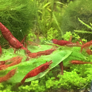 Neocaridina bloody mary