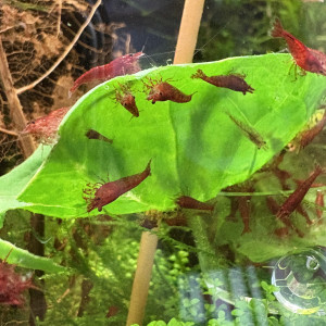 Neocaridina bloody mary