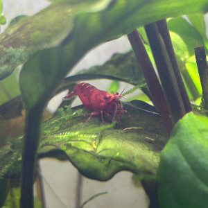 Crevettes Red Cherry