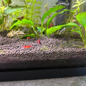 Crevettes Red Cherry