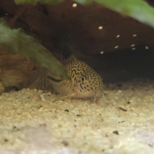 Don de 1 cordydoras à trois bandes (seul dans mon aquarium)