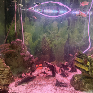 Vends poissons loche clown