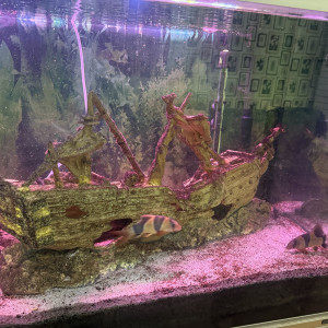 Vends poissons loche clown