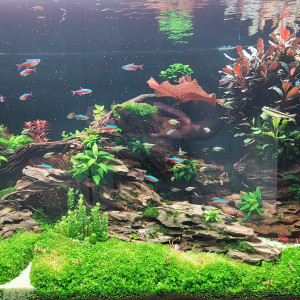 Crevettes red crystal adultes et sub adultes