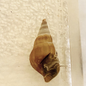 Escargot Brotia Hercules