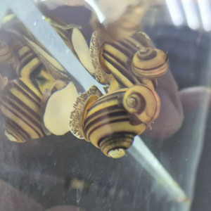 Escargot Asolene spixi