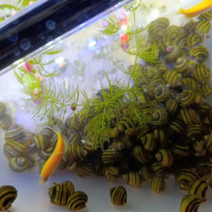 Escargot Asolene spixi