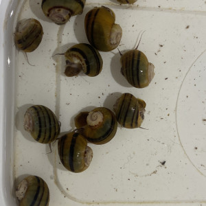 Escargot Asolene spixi