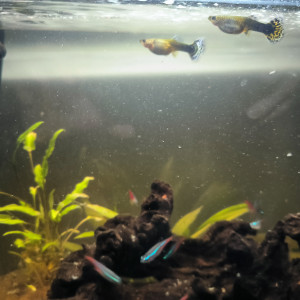 Aquarium complet