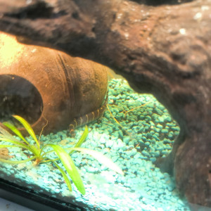 Aquarium complet
