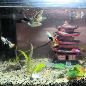 Aquarium complet